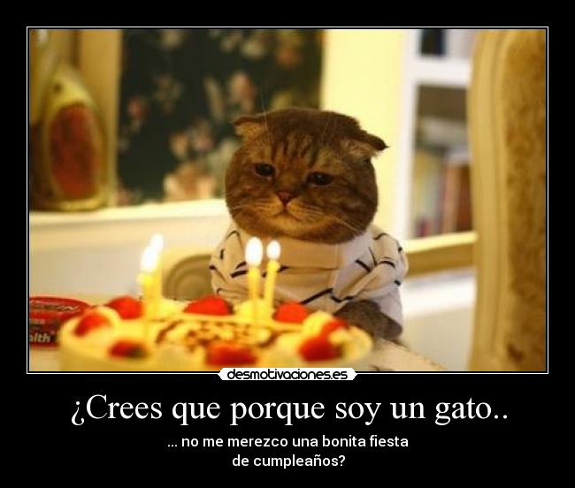 ¿Crees que porque soy un gato.. - 