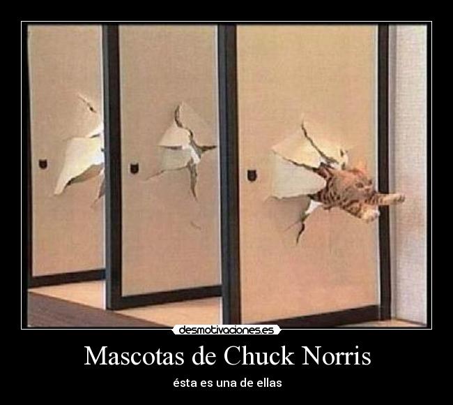 Mascotas de Chuck Norris - ésta es una de ellas
