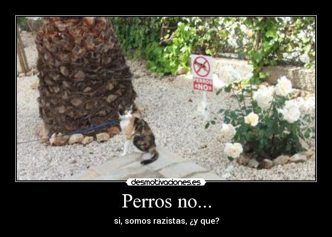Perros no... - 