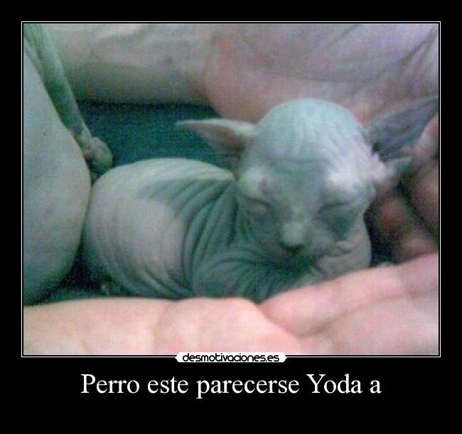 carteles yoda desmotivaciones