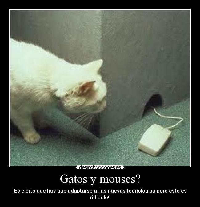 Gatos y mouses? -