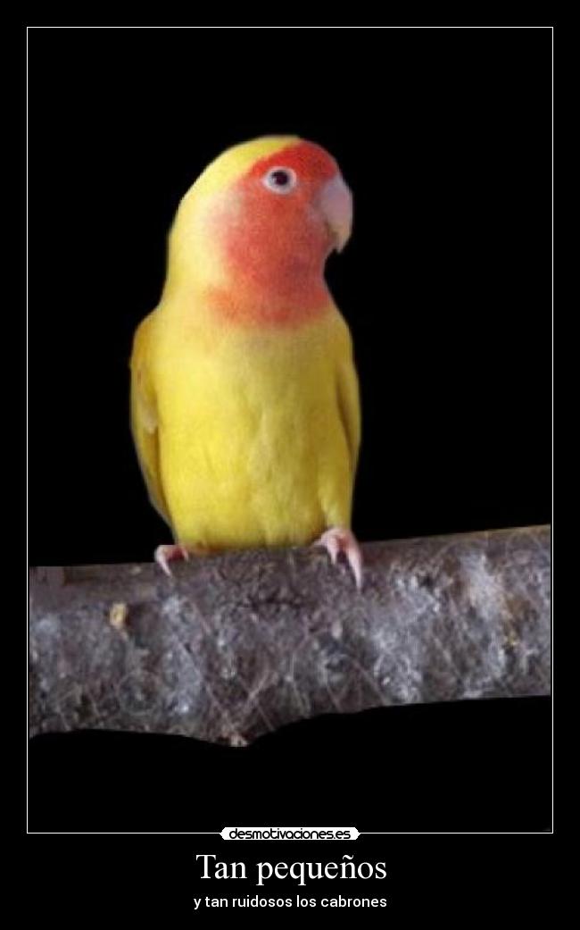 Tan pequeños - y tan ruidosos los cabrones