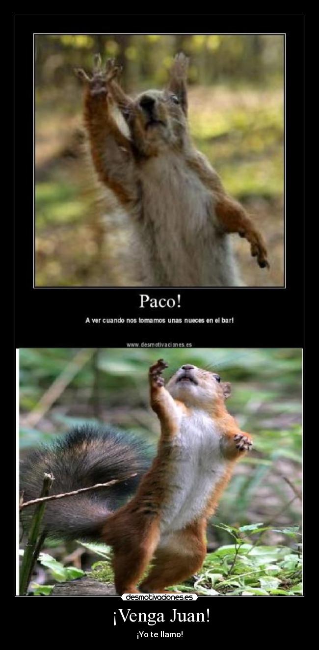 carteles ardillas bar desmotivaciones