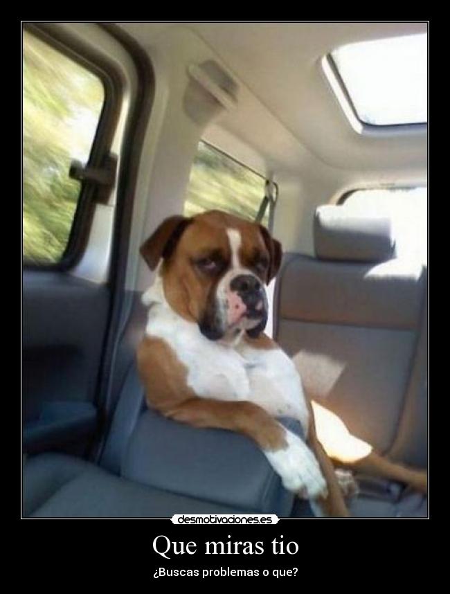 Que miras tio - 