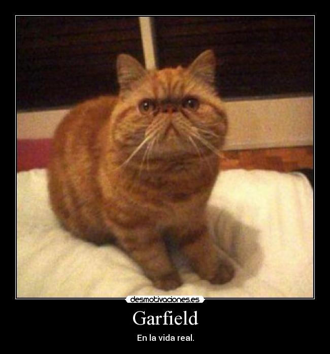 Garfield -
