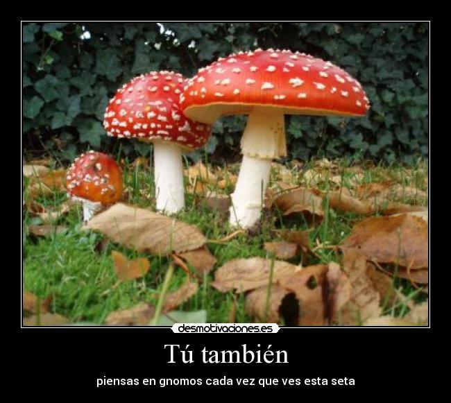 Tú también - piensas en gnomos cada vez que ves esta seta