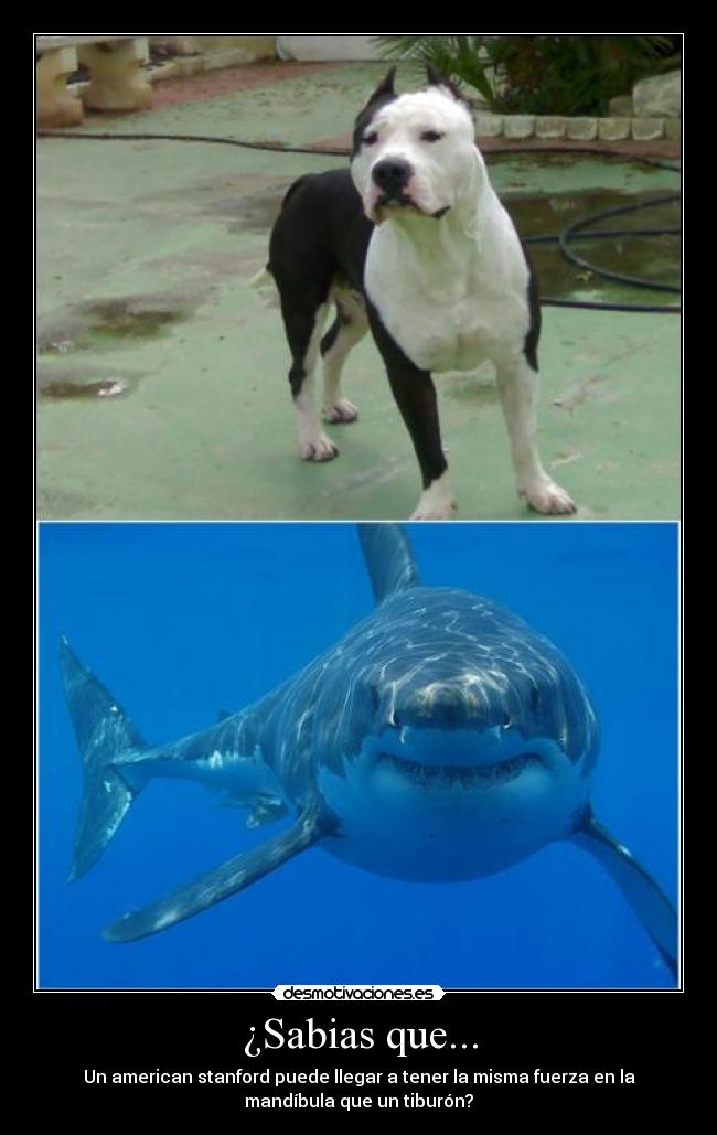 ¿Sabias que... - Un american stanford puede llegar a tener la misma fuerza en la
mandíbula que un tiburón?