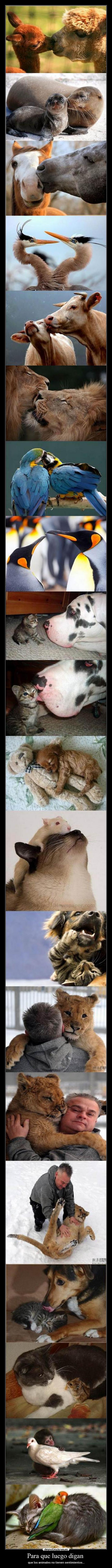 Para que luego digan  - que los animales no tienen sentimientos...