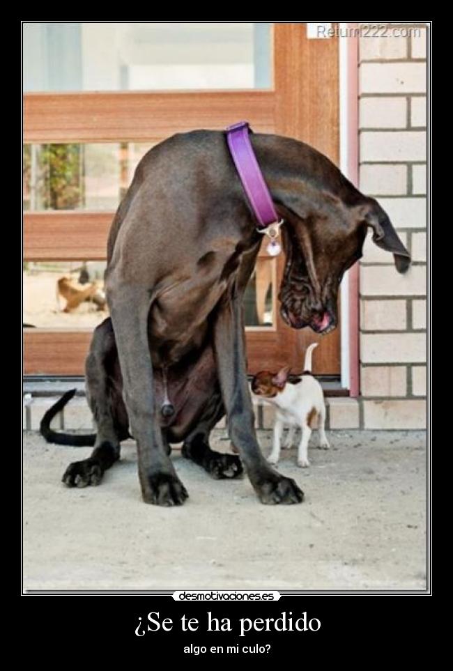 ¿Se te ha perdido - algo en mi culo?