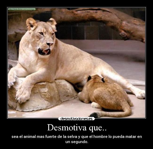 Desmotiva que.. - sea el animal mas fuerte de la selva y que el hombre lo pueda matar en un segundo.