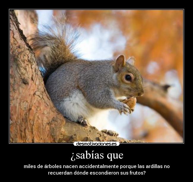 carteles ardillas desmotivaciones