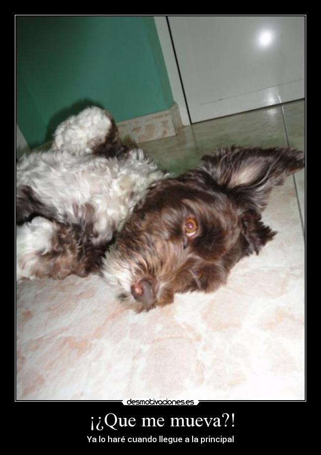 ¡¿Que me mueva?! -