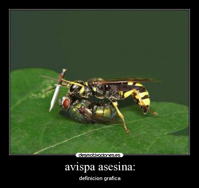 carteles avispaasesinadefinicion grafica desmotivaciones