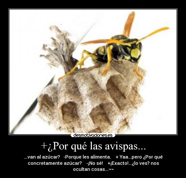 +¿Por qué las avispas... - 