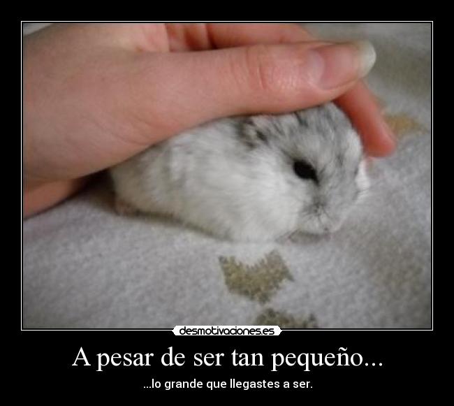 A pesar de ser tan pequeño... - ...lo grande que llegastes a ser.