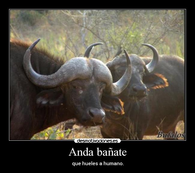 Anda bañate - que hueles a humano.