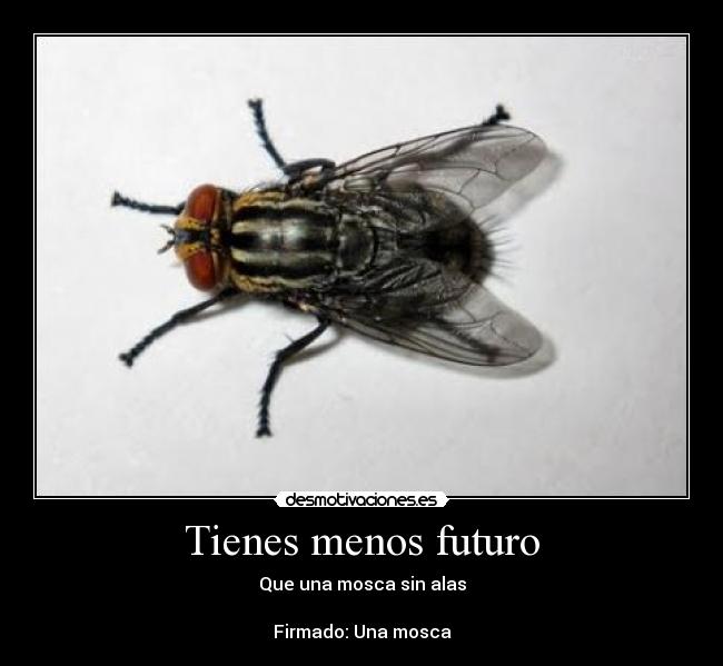 Tienes menos futuro - Que una mosca sin alas
Firmado: Una mosca