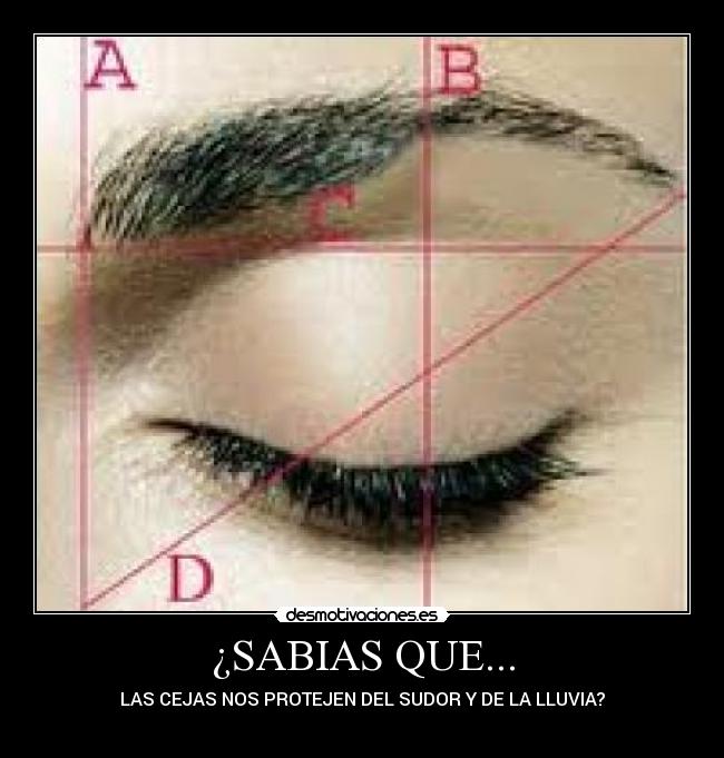 ¿SABIAS QUE... - LAS CEJAS NOS PROTEJEN DEL SUDOR Y DE LA LLUVIA?
