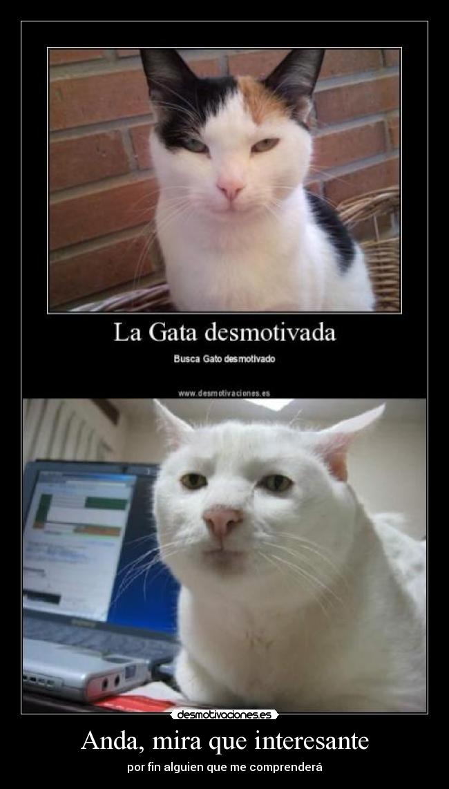 Anda, mira que interesante -