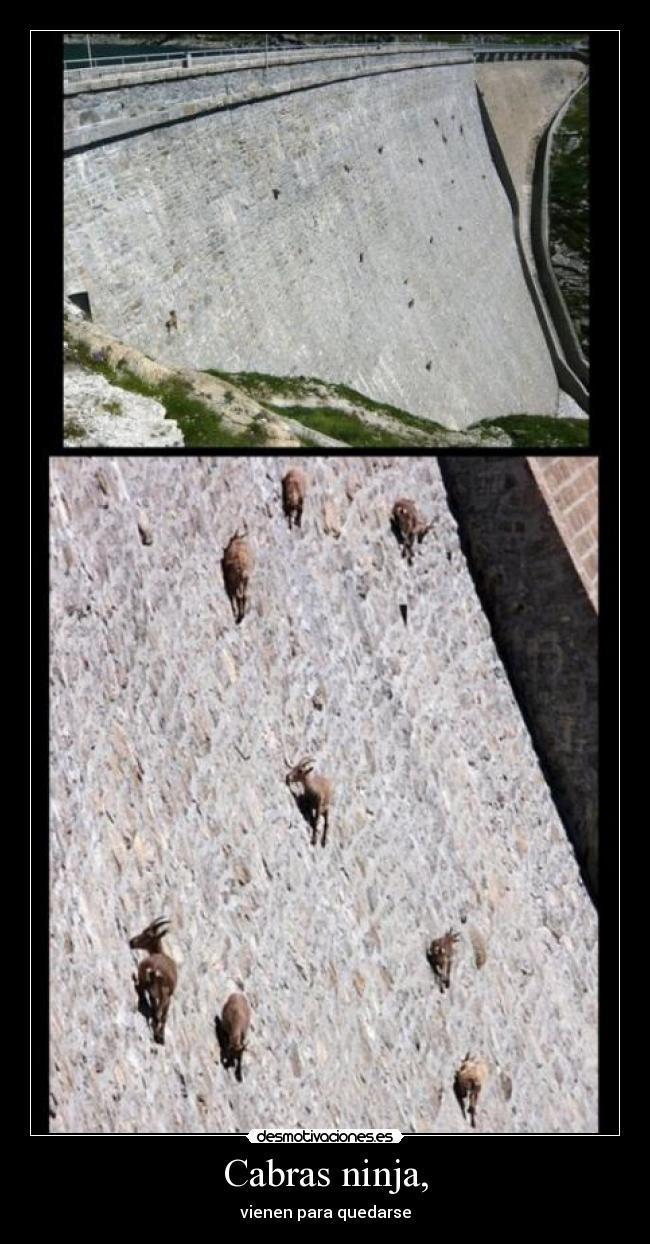 carteles cabras ninja desmotivaciones
