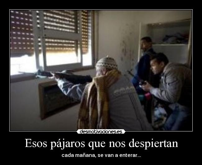 carteles pajaros desmotivaciones