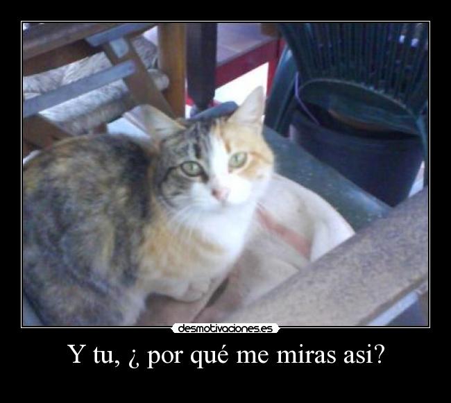 Y tu, ¿ por qué me miras asi? - 