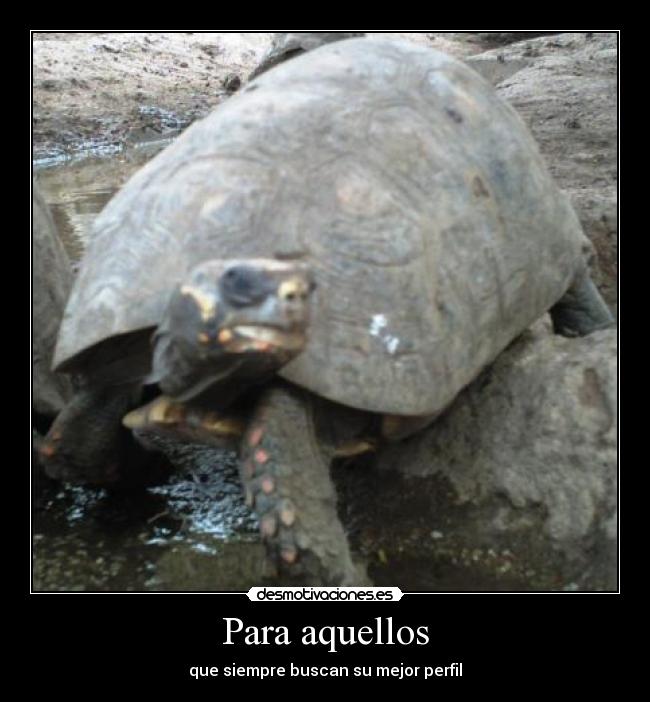 Para aquellos - que siempre buscan su mejor perfil