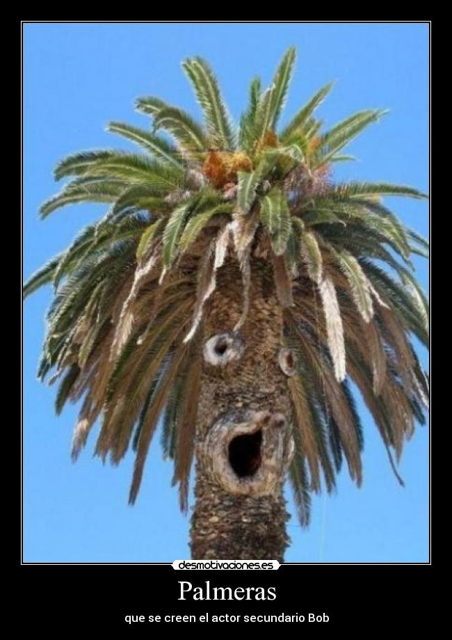 Palmeras -