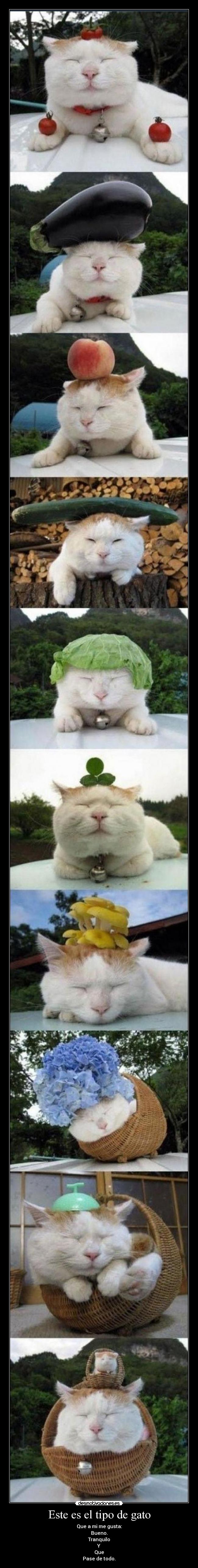 Este es el tipo de gato - 