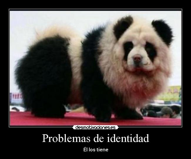 carteles problemas perro panda indentidad problema dilema desmotivaciones