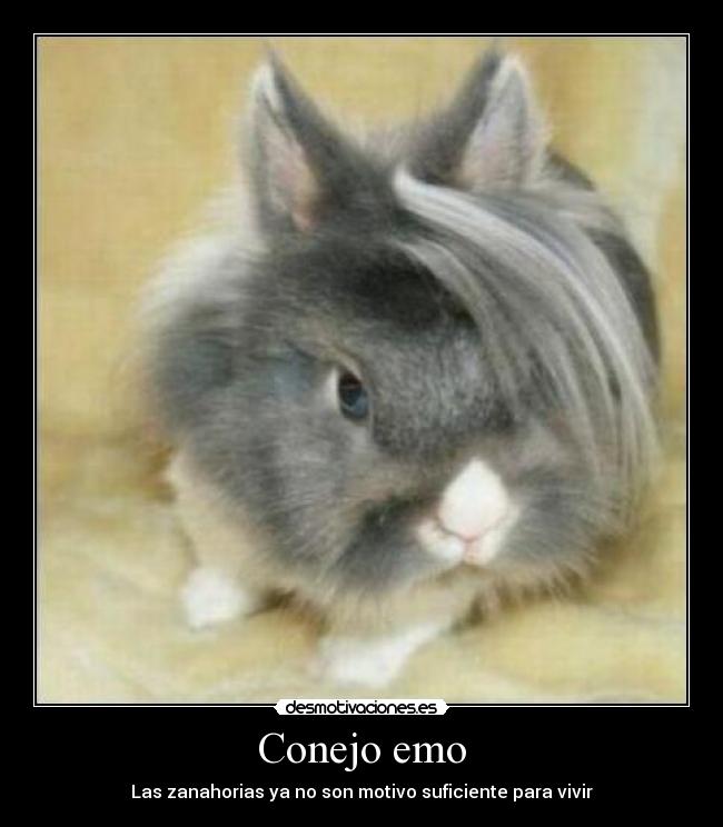 Conejo emo - 