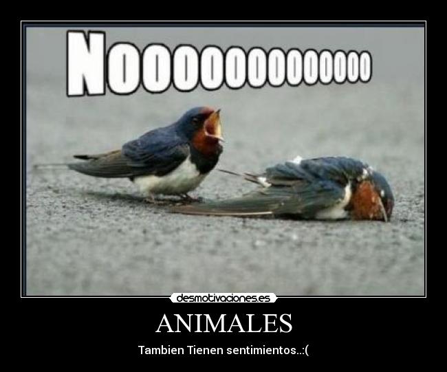 ANIMALES - 