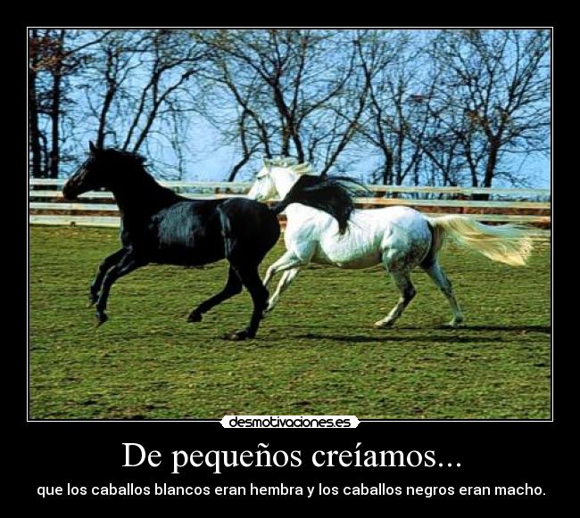De pequeños creíamos... - que los caballos blancos eran hembra y los caballos negros eran macho.