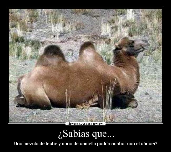¿Sabias que... - Una mezcla de leche y orina de camello podría acabar con el cáncer?