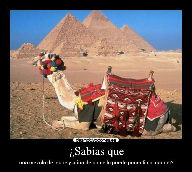 ¿Sabias que - una mezcla de leche y orina de camello puede poner fin al cáncer?