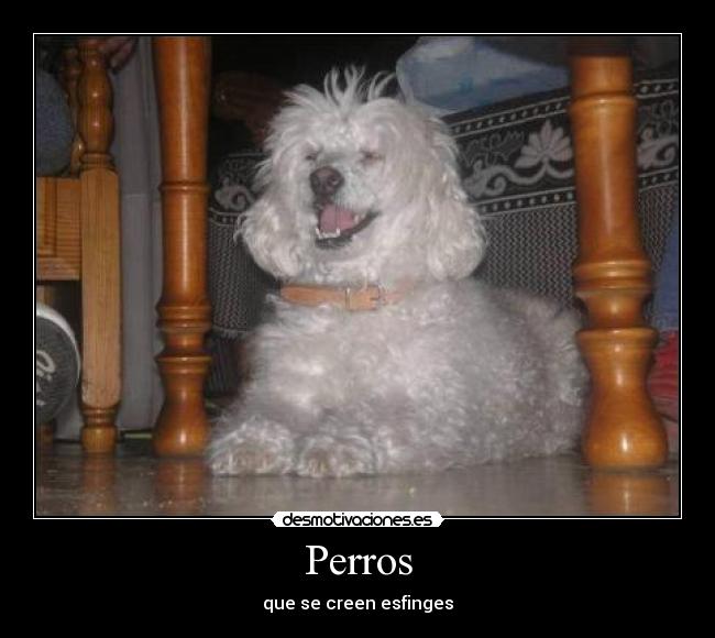 Perros - 