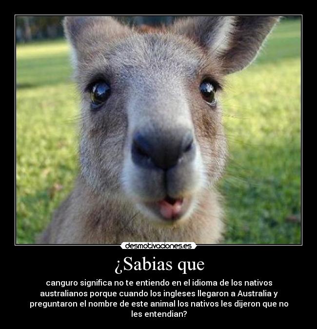 ¿Sabias que - canguro significa no te entiendo en el idioma de los nativos
australianos porque cuando los ingleses llegaron a Australia y
preguntaron el nombre de este animal los nativos les dijeron que no
les entendian?