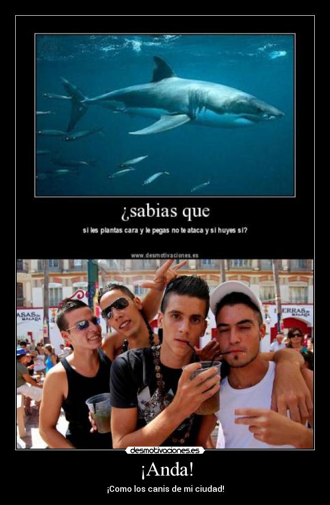 ¡Anda! - ¡Como los canis de mi ciudad!
