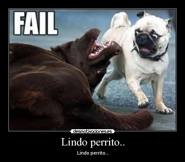 carteles starship waltk perros lindo perrito desmotivaciones