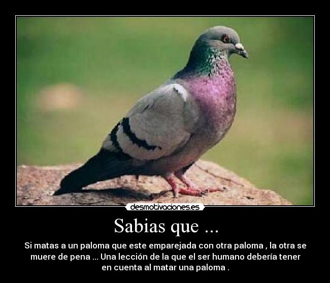 Sabias que ... - Si matas a un paloma que este emparejada con otra paloma , la otra se
muere de pena ... Una lección de la que el ser humano debería tener
en cuenta al matar una paloma .