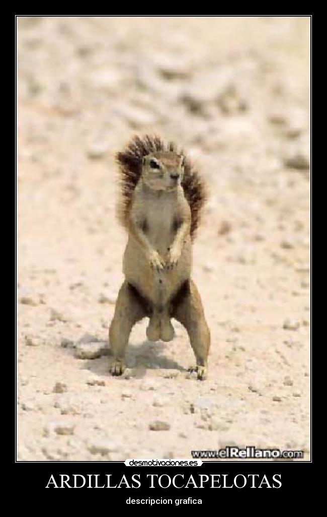 ARDILLAS TOCAPELOTAS -