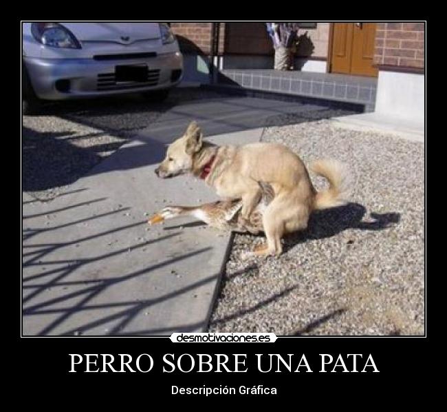 PERRO SOBRE UNA PATA - 