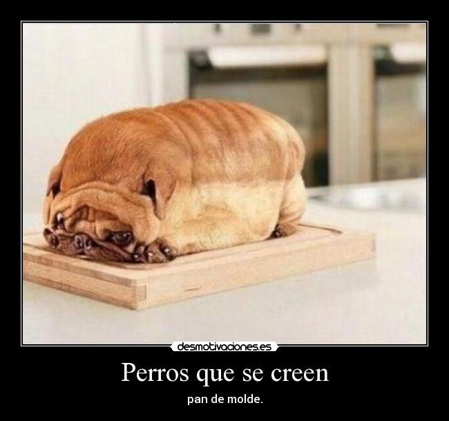 Perros que se creen - pan de molde.