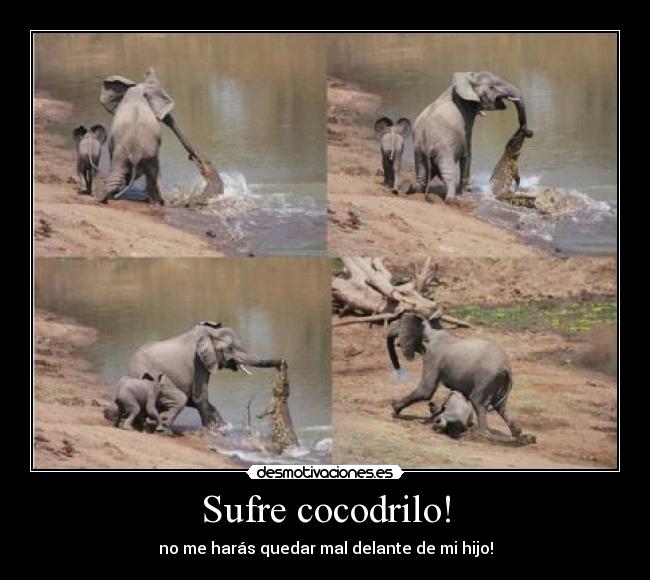 Sufre cocodrilo! - 