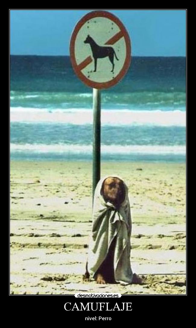 CAMUFLAJE - nivel: Perro