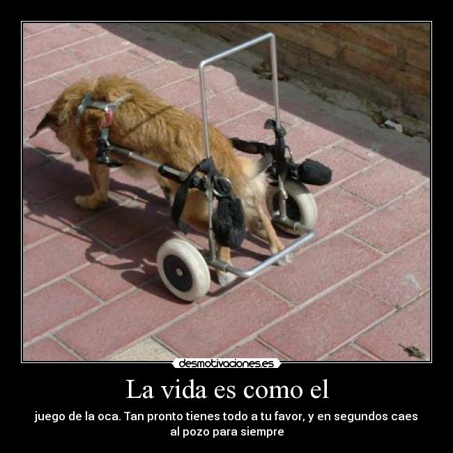 La vida es como el -