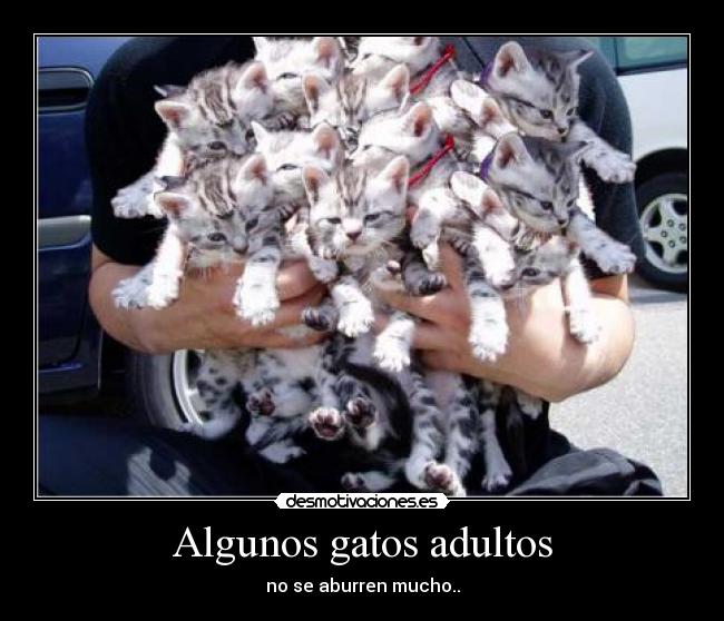 Algunos gatos adultos - 