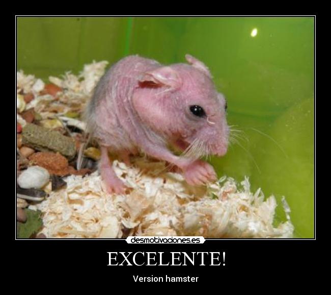 EXCELENTE! - 