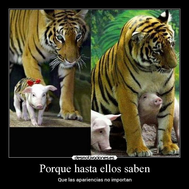 Porque hasta ellos saben - Que las apariencias no importan