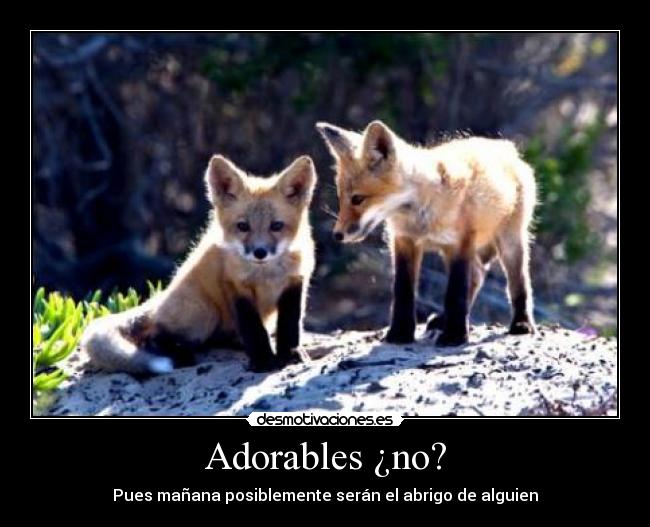 Adorables ¿no? -
